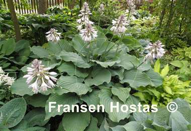 Hosta Giant FH Collection 2024